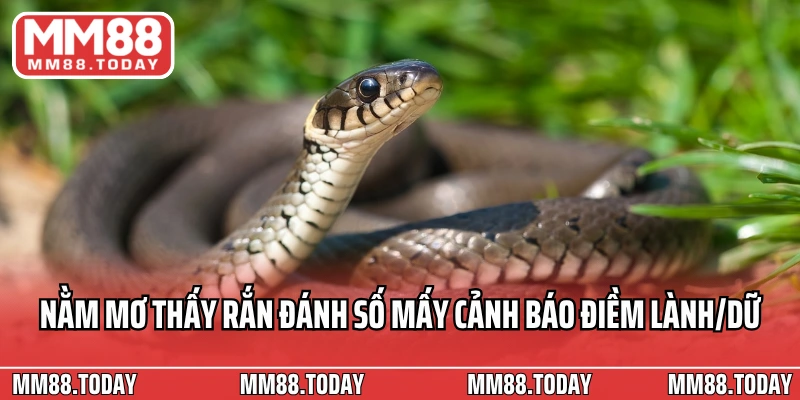 Nằm mơ thấy rắn đánh số mấy cảnh báo điềm lành/dữ